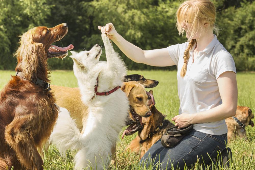 The Benefits of Adopting or Rescuing a Pet