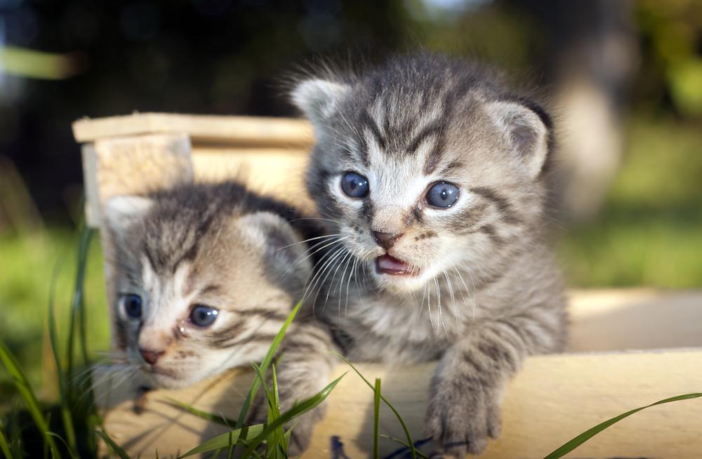 Caring for Cats with Diabetes