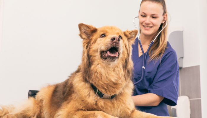 Flea and Tick protection For Dogs
