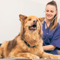 Flea and Tick protection For Dogs