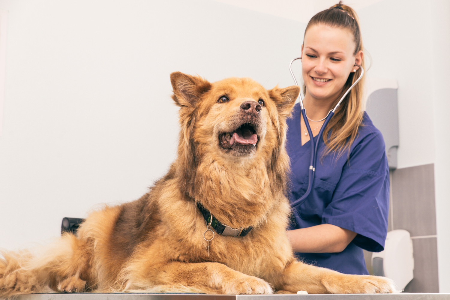 Flea and Tick protection For Dogs