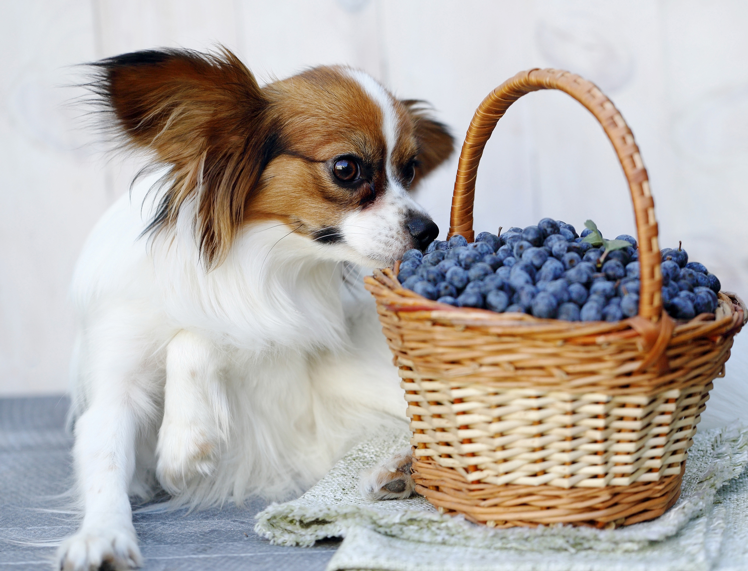 Toxic Foods for Pets