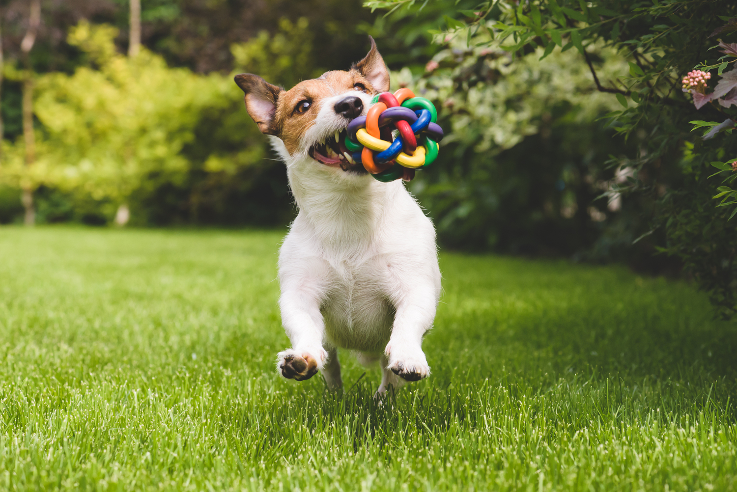 6 Dangerous Toys for Pets